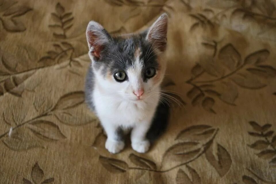 Алиса как выглядят кошки Pin by 幸 福 自 在 on 動 物 Cat colors, Cats, American girl doll