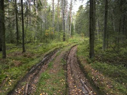 Лесная грунтовая дорога