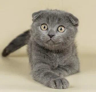 Имя кота вислоухого серого