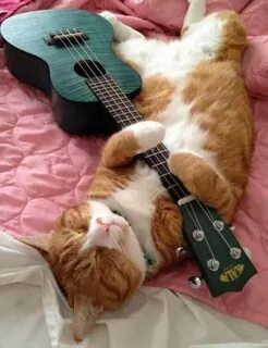 Теплые коты на укулеле