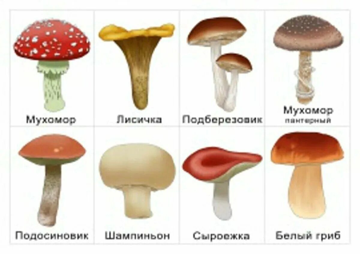 Какой ты гриб eCookie.ru