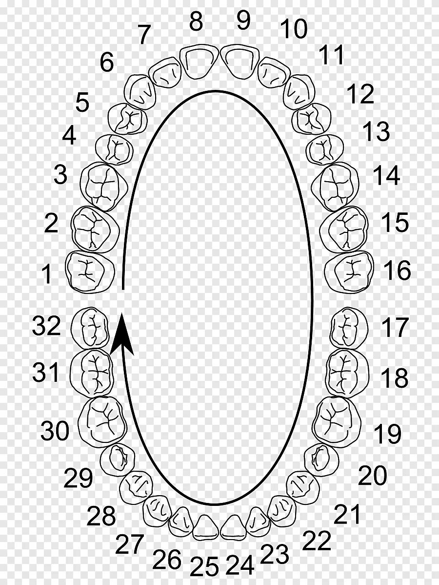 Нумерация зубов в стоматологии схема у взрослых