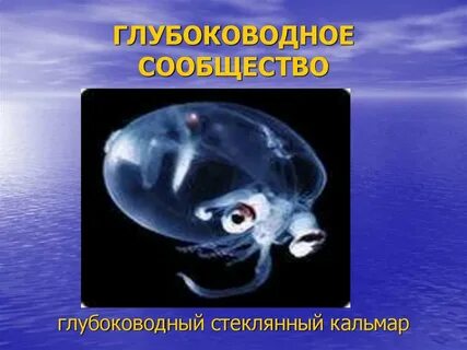 Глубоководное сообщество