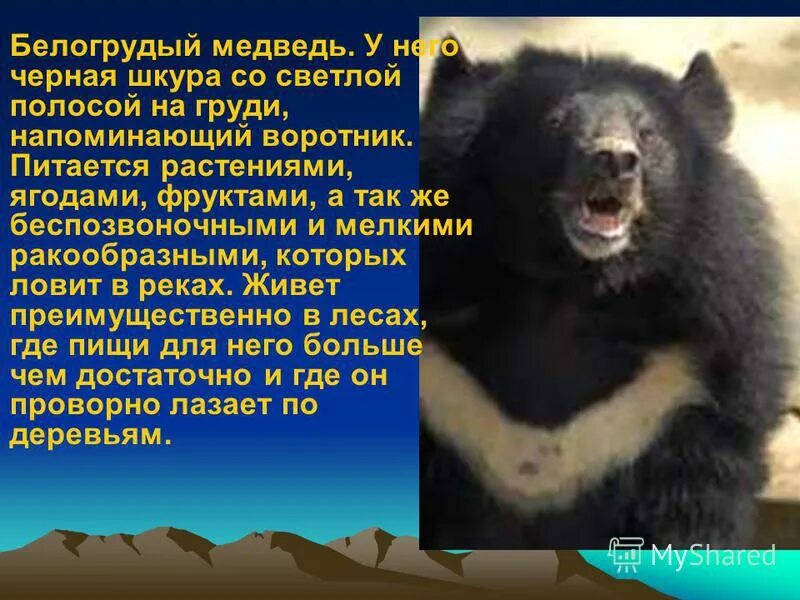 Гималайский медведь губач научно познавательный текст. Доклад о гималайском медведе. Белогрудый медведь красная книга. Гималайский медведь губач краткое описание 4 класс. Гималайский белогрудый медведь.