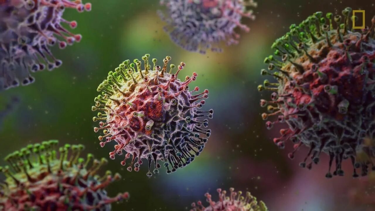 Грипп микроскоп. Вирус коронавирус под микроскопом. Вирус гриппа под микроскопом. Вирус птичьего гриппа (электронная микрофотография). Вирус гриппа под микроскопом и коронавирус.