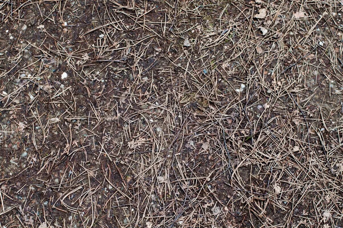 Почва в лесу. Хвойный лес почва. Хвойная земля. Хвойный опад мульча. Хвои почва.