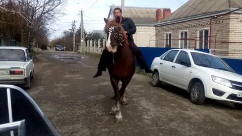 Цыганы продают лошадь