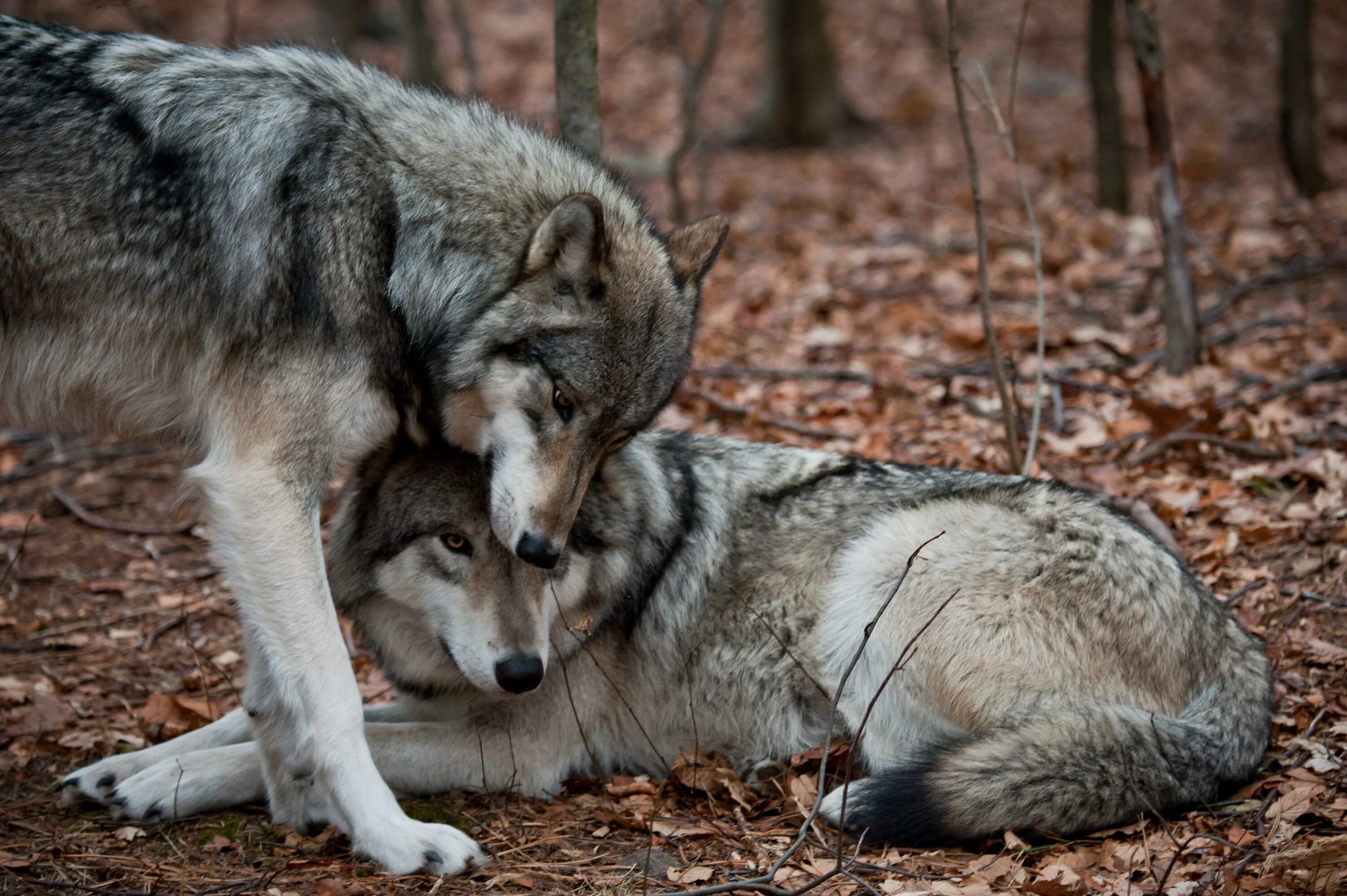 Полюбить волка. Волки. Волчья верность. Волк и волчица. Преданный волк.