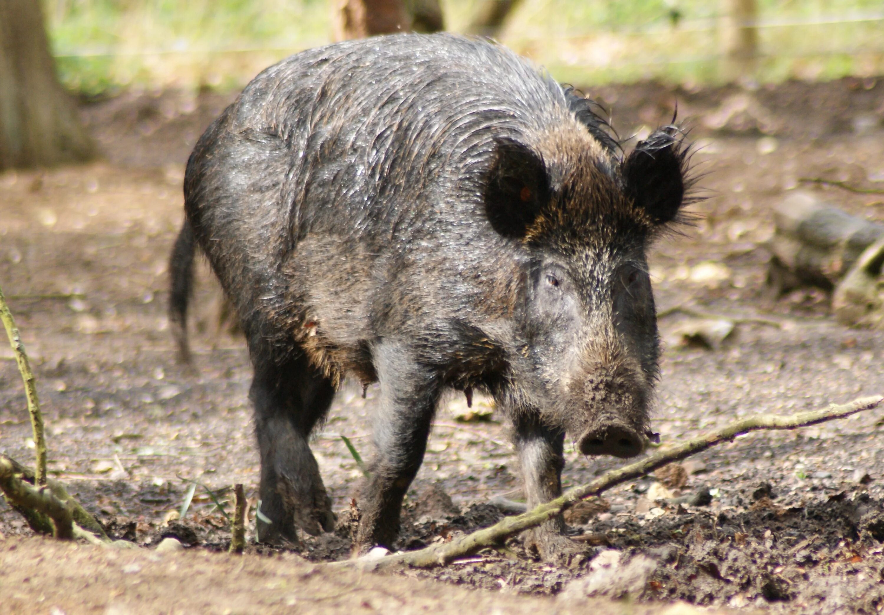 Очень дикого кабана. Кабан (sus scrofa). Сус скрофа. Кабан (sus scrofa l.). Sus scrofa scrofa.