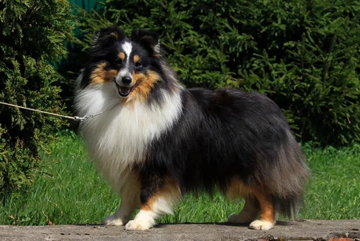 трюфель из графского поместья шелти. питомник шелти санкт петербург. питомник собак породы шелти. графского поместья шелти. цирцея из графского поместья.