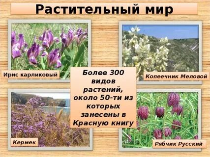 Растения крыма 2 класс