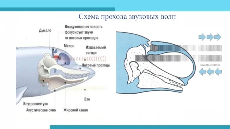 Формула зубов китообразных. Зубная формула ластоногих. Строение зубов ластоногих. Строение зубов китообразных. Череп китообразных.