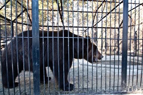 В новосибирском зоопарке в клетках