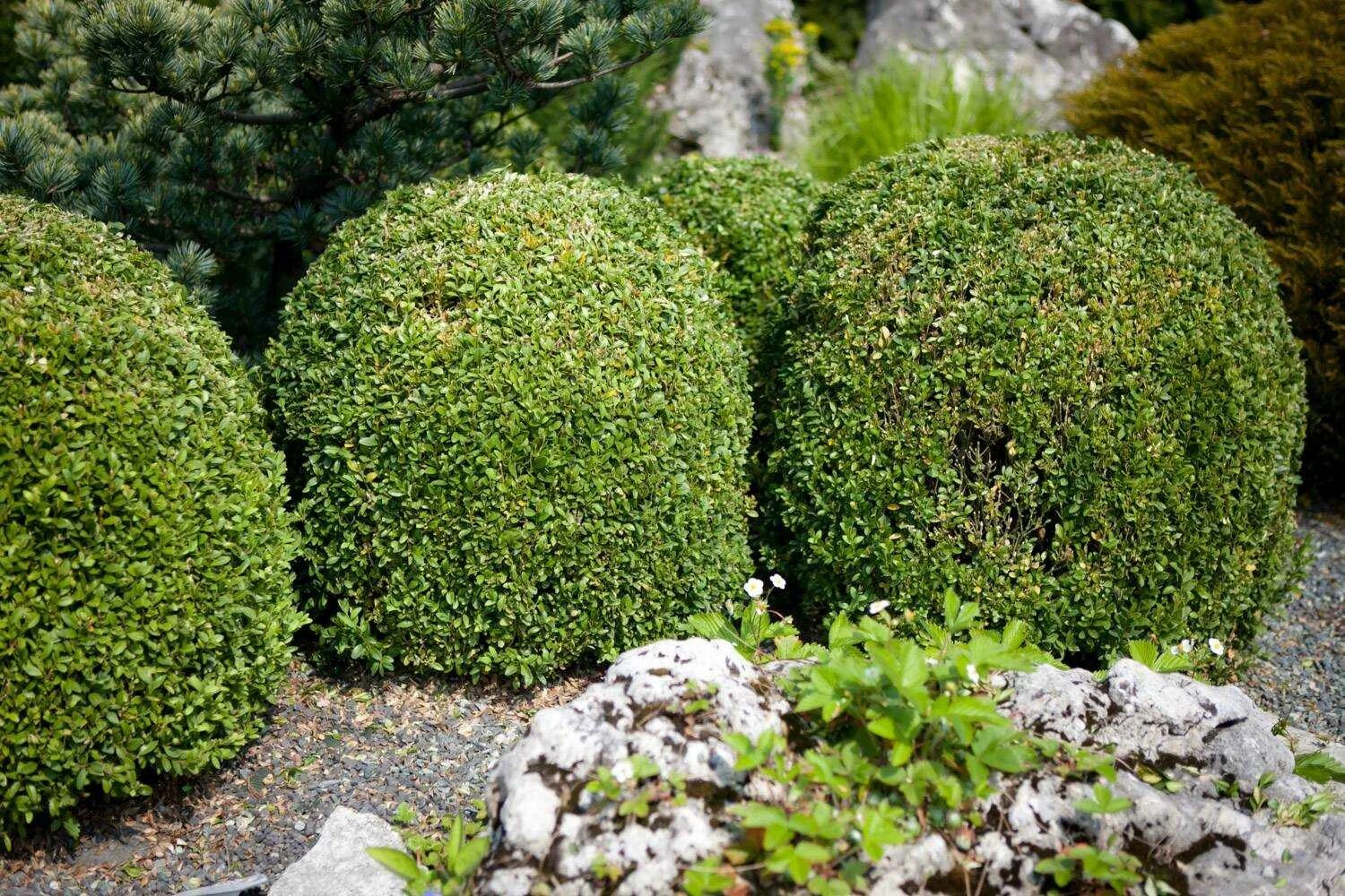 Buxus sempervirens самшит. Самшит Элегантиссима. Самшит Буксус вечнозеленый. Самшит вечнозелёный) 'elegantissima. Фото вечнозеленых растений