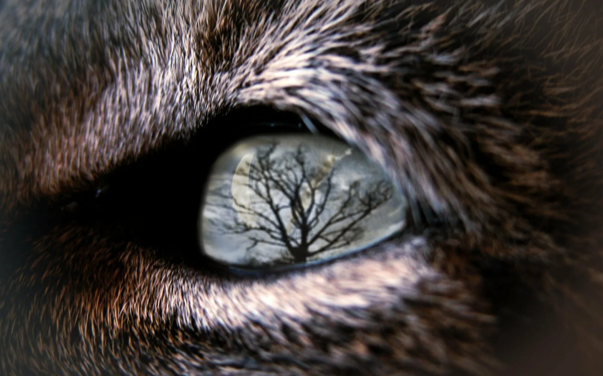 Глаза волка ночью. Глаз волка. Взгляд волка. Глаза зверя. Необычные глаза животных.