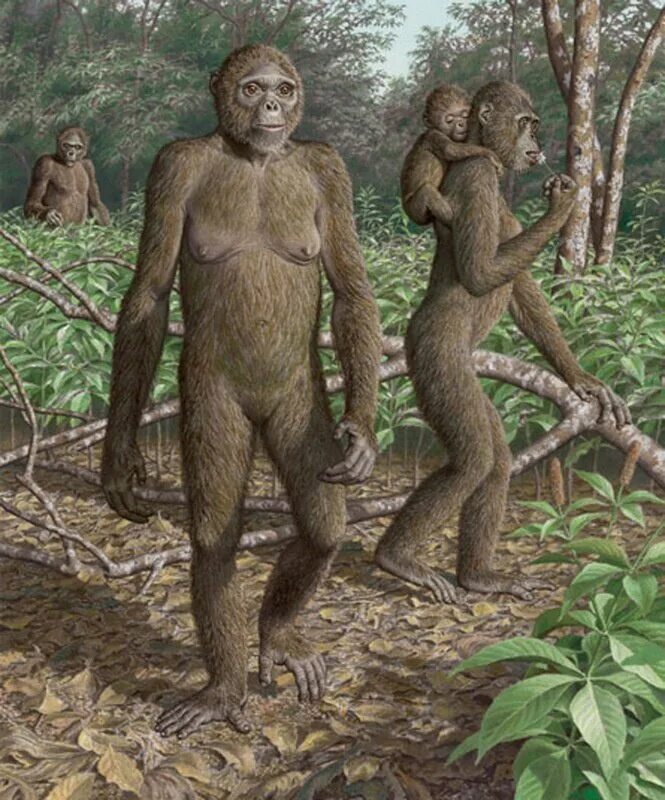 Арди (ардипитек). Oreopithecus bambolii. Древние гоминиды АРДИПИТЕКИ. Предки людей виды