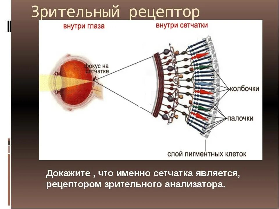 Зрительные рецепторы (палочки и колбочки) на сетчатке расположены:. Палочки и колбочки сетчатки глаза функции и строение. Структура палочек и колбочек сетчатки. Строение глаза колбочки.