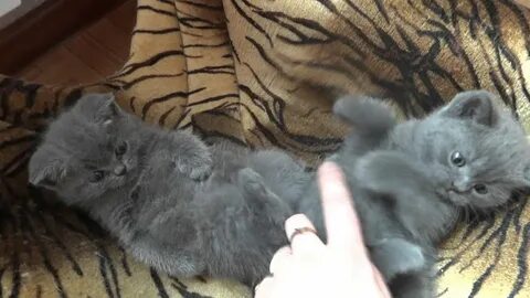 Котята суровикино
