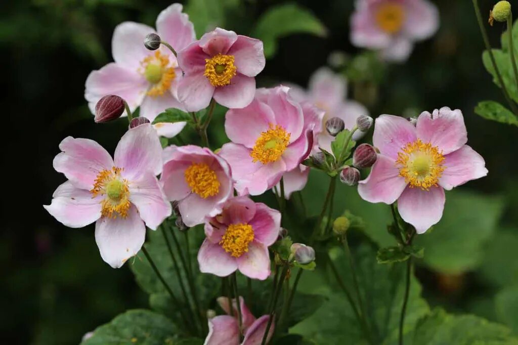 Google Image Result for https://www.edenbrothers.com/store/media/Bulbs-Flowers/r
