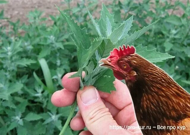 Чем нельзя кормить кур несушек. Чем нельзя кормить курей. Чем кормить кур несушек в домашних условиях. Лебеда в кормлении кур. Цыплята кур.