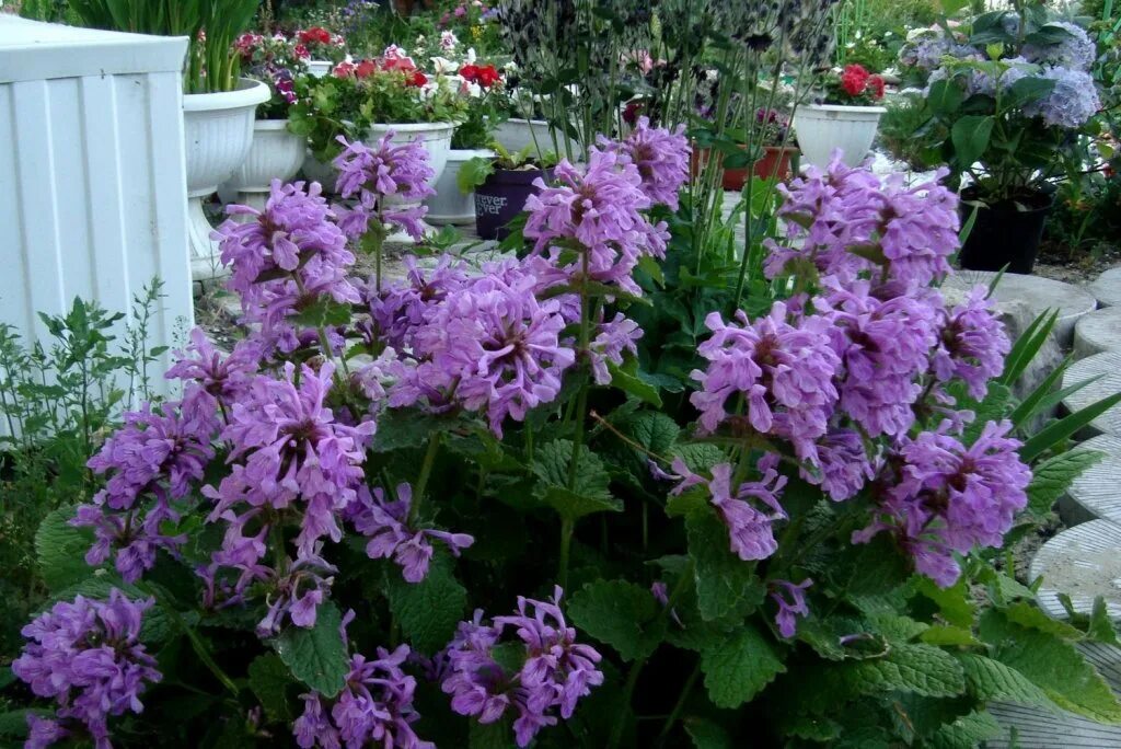 Буквица грандифлора. Стахис монье (буквица) hummelo. Бетоника грандифлора. Буквица цветок фото и описание уход. Буквица цветок фото и описание уход.