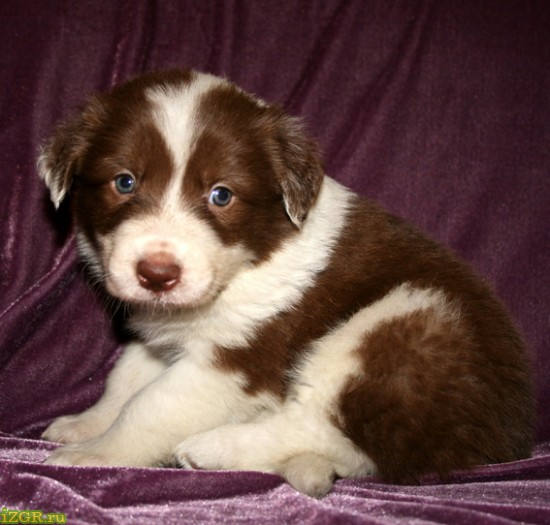 Коричнево белый щенок. Бордер колли шоколадный щенок. Щенки с коричневыми пятнами. Лабрадор длинношерстный шоколадный. Сенбернар щенок белый.