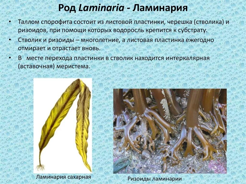 Строение таллома ламинарии. Бурые водоросли ламинария таллом. Ламинария сахаристая строение. Строение таллома бурых водорослей.