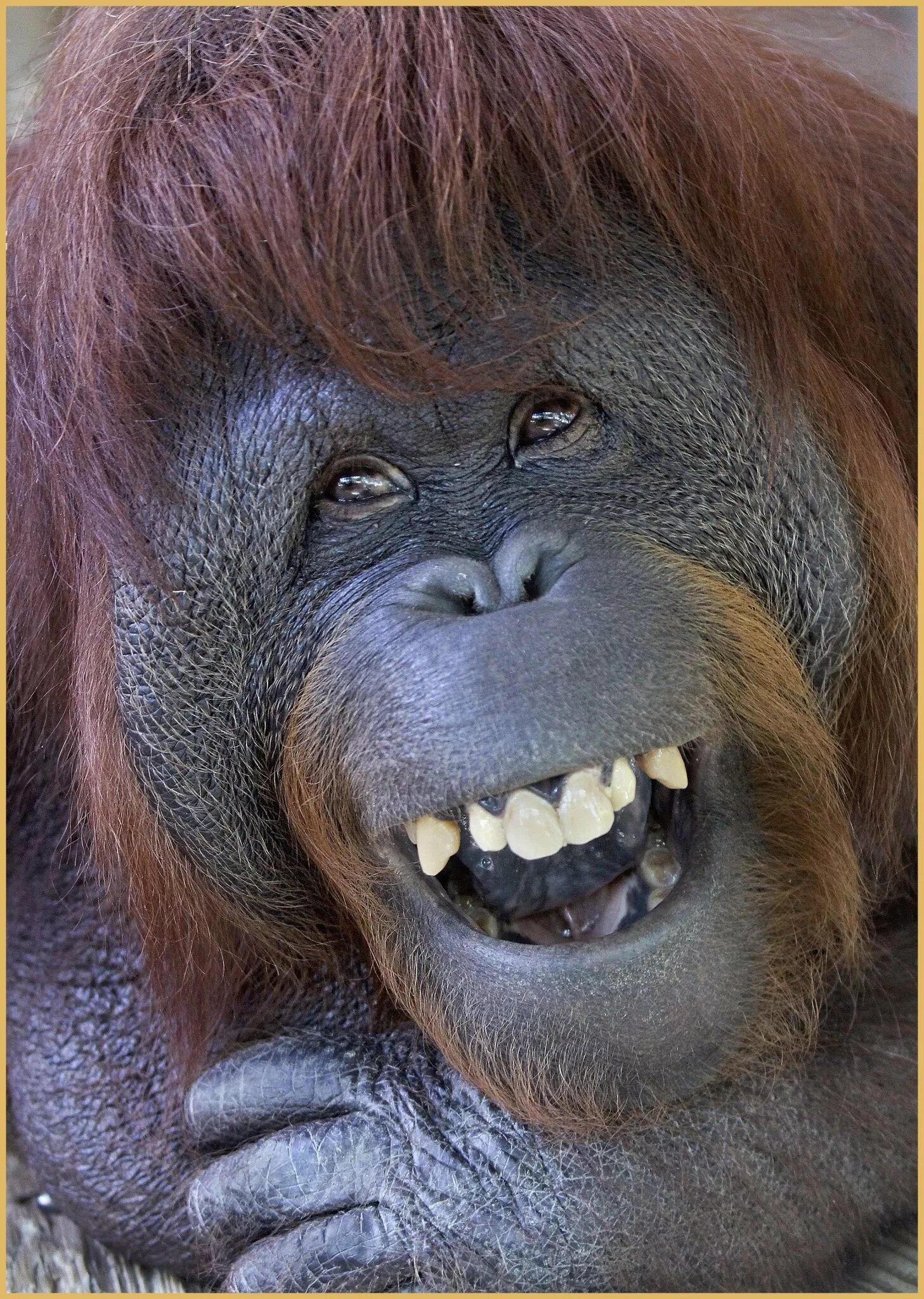 Покажи улыбающихся зверей. Орангутанг Морис. Обезьяна орангутанг. Смешные обезьяны. Живая улыбка.