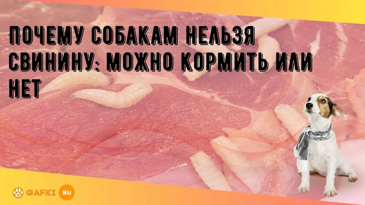 Можно давать свинину собаке. Почему собакам нельзя свинину.