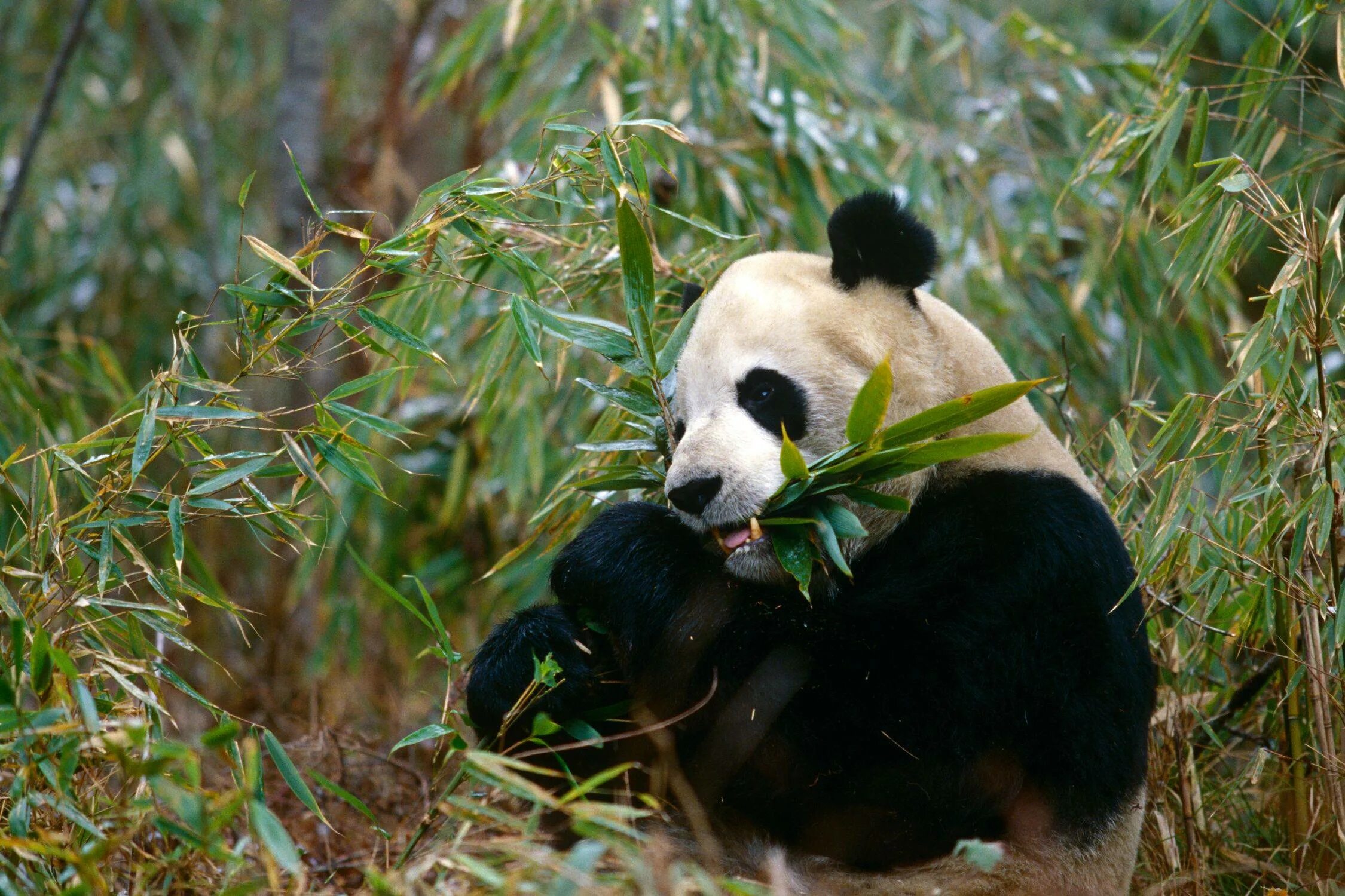 Большая панда живет. Ailuropoda melanoleuca. Большая Панда. Большая Панда обитает. Тибетская Панда.