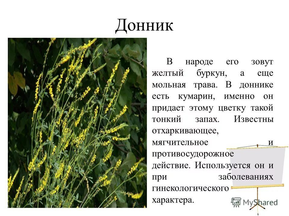 Донник лекарственный белый описание. Донник лекарственный (донник жёлтый). Донник лекарственный семейство. Донник белый описание растения. Донник трава описание.