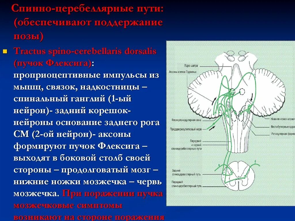 Спинно мозжечковый. Вестибуло мозжечковый путь. Пучок Флексига. Экстрапирамидная система мозжечок. Проводящие пути мозжечка.