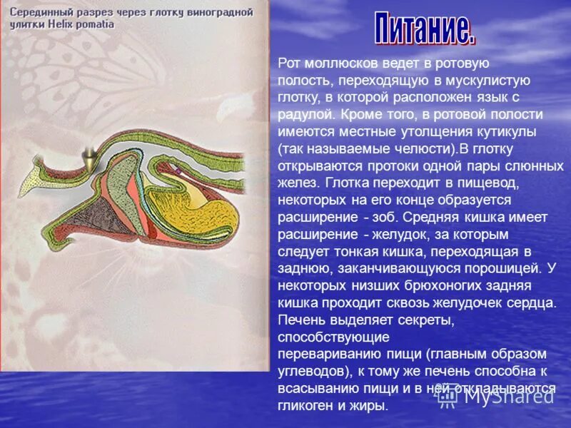 Какие органы дыхания характерны для наземных моллюсков. Питание брюхоногих моллюсков. Питание класса брюхоногие моллюски. Ротовая полость брюхоногих. Способ питания брюхоногих моллюсков.