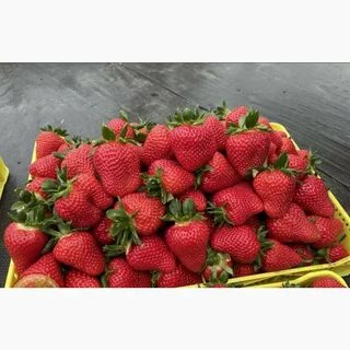 Клубника мальга урожайность