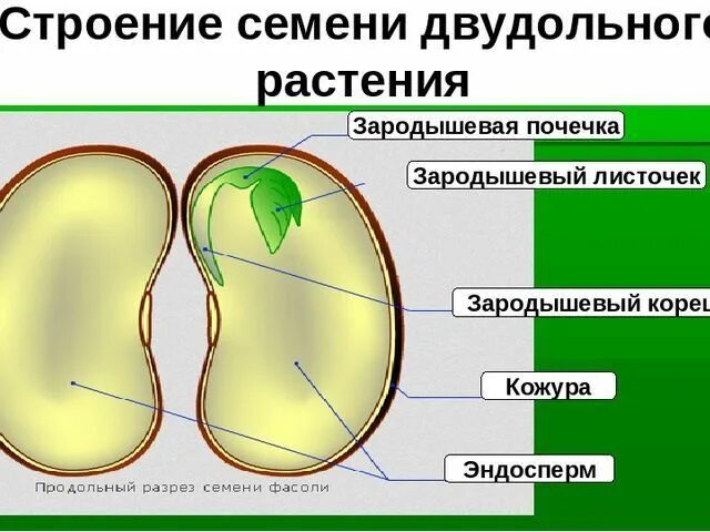 У двудольных запас питательных веществ находится в. Строение семени двудольного растения. строение зародыша семени двудольных. строение семени фасоли эндосперм. семя двудольного растения эндосперм.