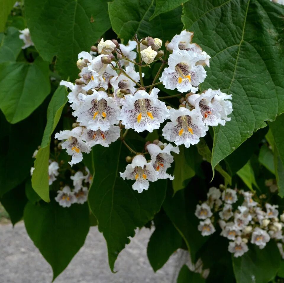 цветение березы период аллергия. таблица цветения для аллергиков. в каком возрасте начинает цвести. календарь цветения средней полосы россии. в каком возрасте начинает цвести.