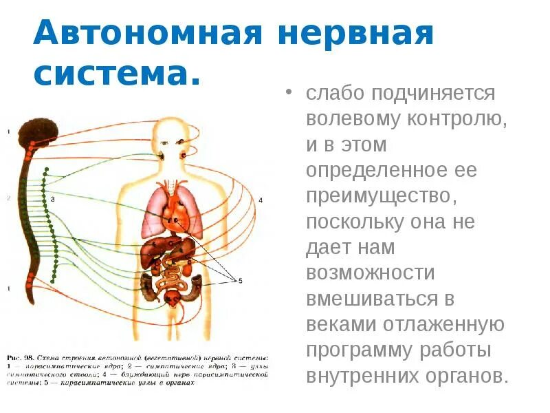 Соматическая нервная система человека схема. Вегетативная нервная система 8 класс биология. Соматический и автономный (вегетативный) отделы нервной системы. Биология 8 класс соматический и вегетативный отделы нервной системы.