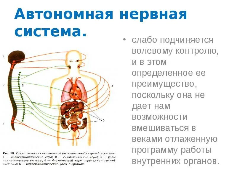 Соматический и автономный (вегетативный) отделы нервной системы. Соматическая нервная система человека схема. Рис 131 схема строения автономной вегетативной нервной системы. Соматический и вегетативный отделы нервной системы схема. Вегетативная нервная система конспект