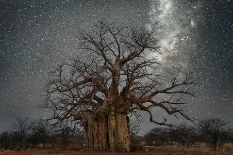 Old trees