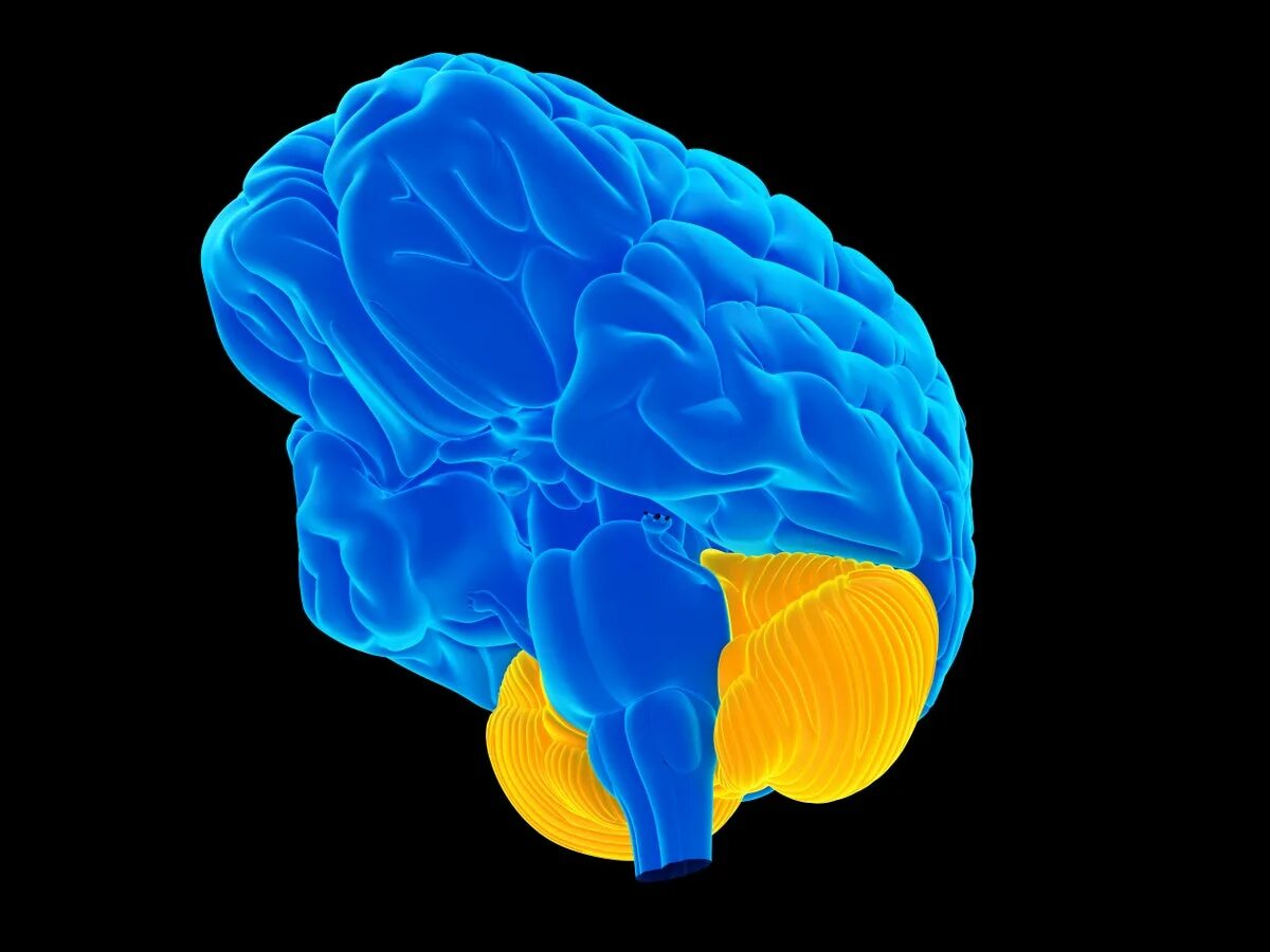 Little brain. Строение мозга. Мозжечок 3д. Модель мозга мозжечком.