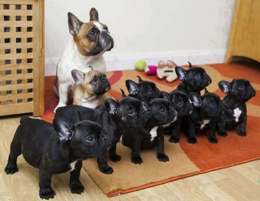 Голубой фавн французский бульдог. Родились французские бульдоги. Щенки французского бульдога при рождении. Новорождённых щенки французского бульдога. Американский бульдог новорожденные.