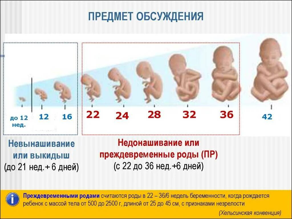 До скольки недель принимать. Выкидыш (самопроизвольный аборт). Недели беременности. Срок 6 месяцев беременности.