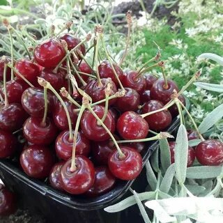 Вишня морозовка описание фото отзывы