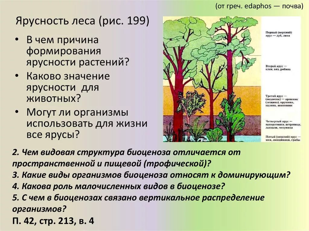 Охарактеризуйте роль ярусного размещения видов в биогеоценозе. Ярусы лесного биогеоценоза. Ярусность лесного фитоценоза. Ярусность широколиственного леса. Видовая структура смешанного леса.