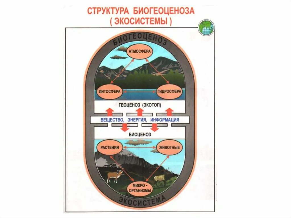 В отличие от экосистем биогеоценозы. Экосистема структура экосистемы. Экосистема и биогеоценоз. Биогеоценоз и экосистема различия. Разница экосистемы и биогеоценоза.