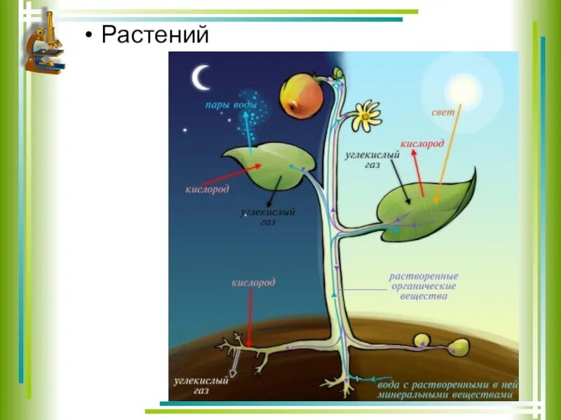 Обмен веществ у растений тест 6 класс. Обмен веществ у растений. Дыхание и обмен веществ у растений. Схема обмена веществ у растений. Фотопериодизм у растений.