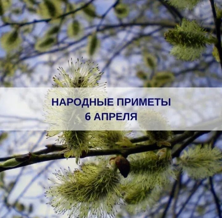 6 апреля артемон дери полоз. Артемон дери полоз 6 апреля. Артемон – дери полоз. 6 Апреля народный календарь.