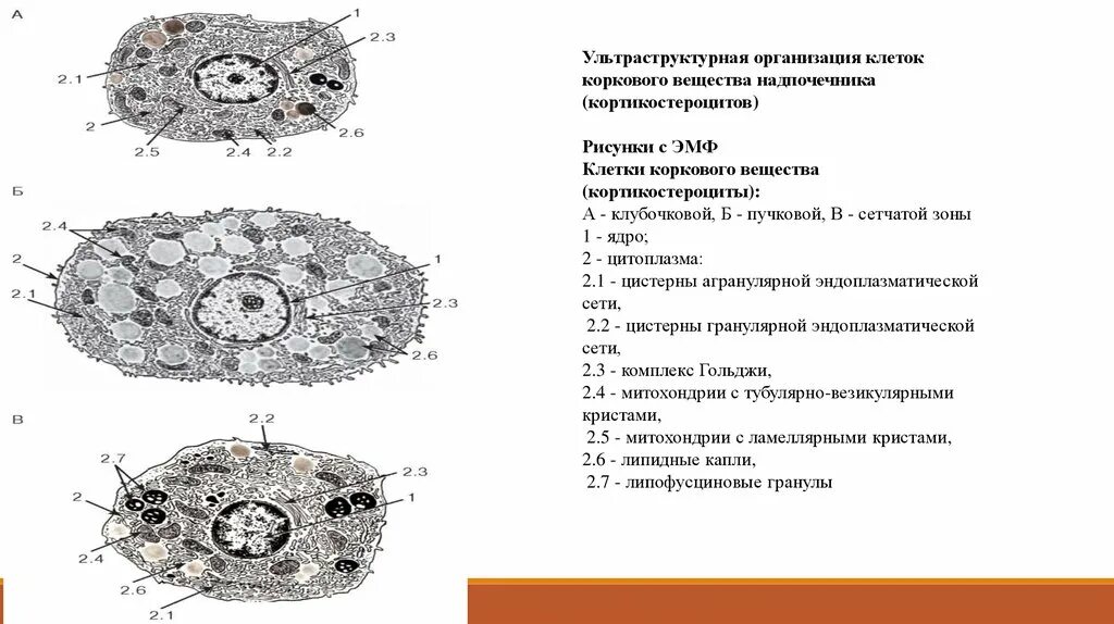 Клетки коркового вещества надпочечников. Мозговое вещество надпочечников гистология. Строение надпочечников гистология. Структуры надпочечника гистология. Корковое вещество надпочечников препарат.