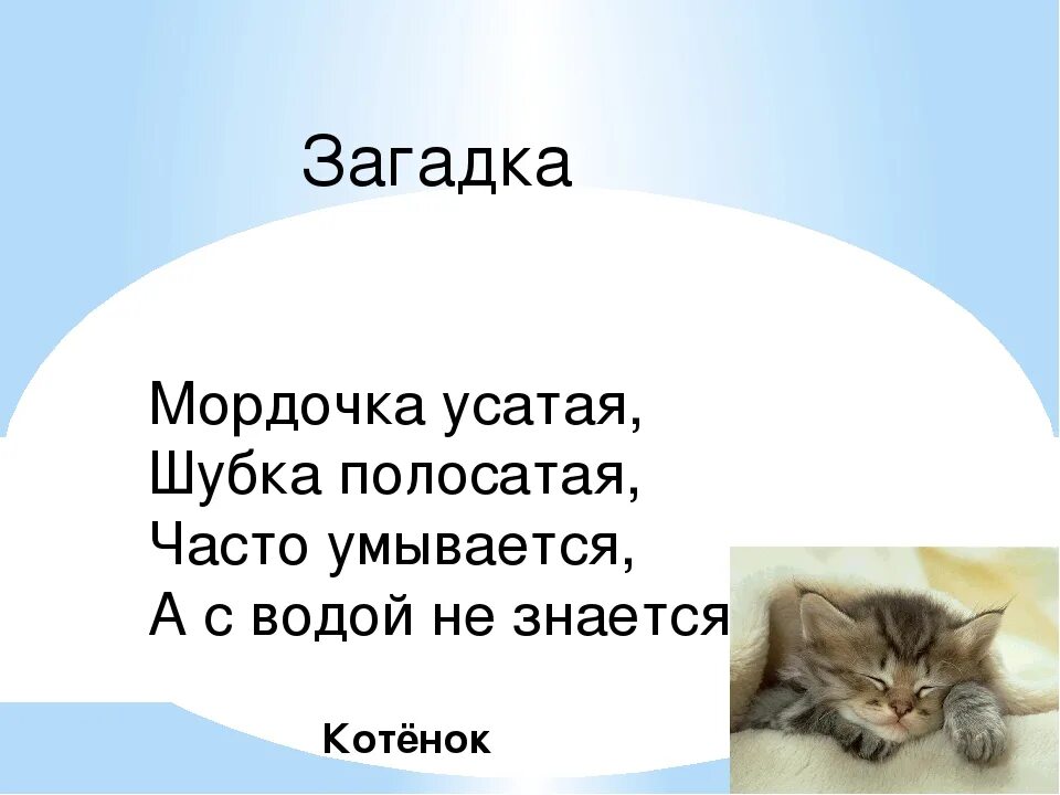 Загадка про кота. Загадки про Ноты. Загадка про котенка. Загадка про кошку для детей. Чей кот гали иры тани