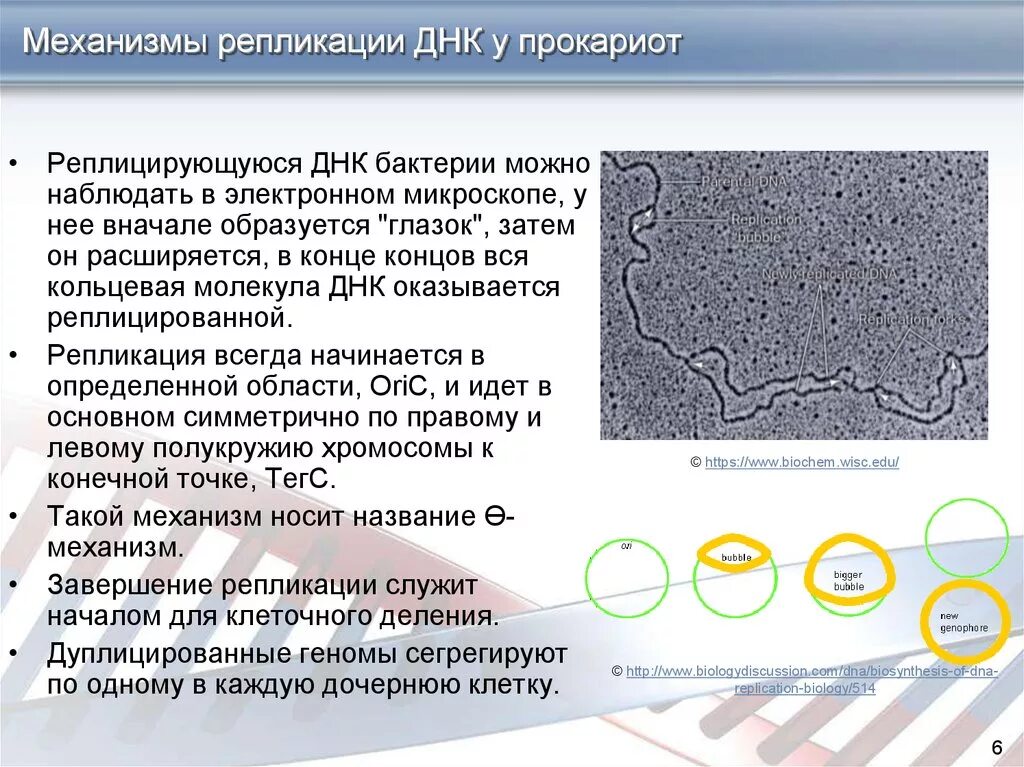 Прокариоты кольцевая днк. Репликация ДНК У прокариот ЕГЭ. Механизм репликации у прокариот. Механизм репликации ДНК У прокариот. Репликация бактериальной ДНК.